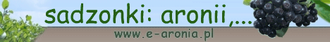 Sadzonki i owoce aronii