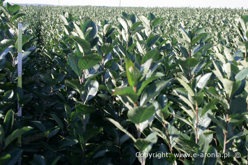 Sadzonki aronii - galeria